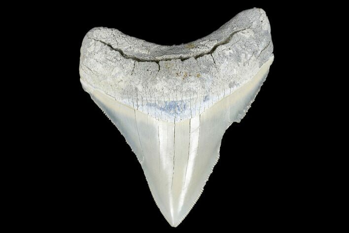 Serrated, Fossil Megalodon Tooth - Aurora, North Carolina #176580